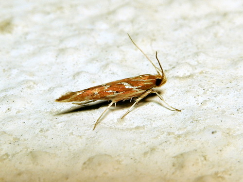 Pyroderces