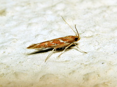 Pyroderces argyrogrammos