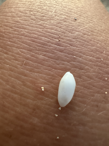 Aliculastrum debile observed 2026-04-24