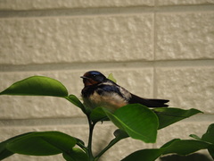 Hirundo rustica gutturalis