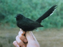 Cercotrichas podobe
