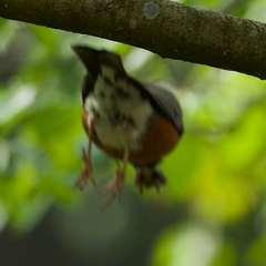 American Robin