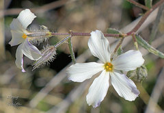 Phlox tenuifolia
