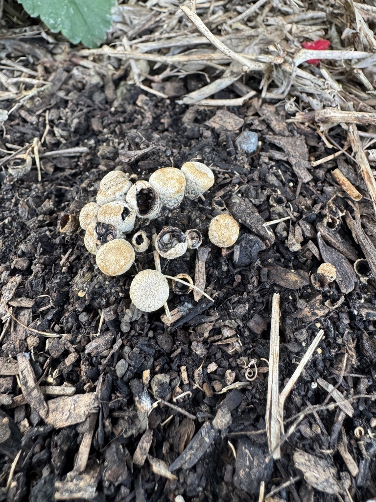 Cyathus olla · April 2026 · photo: © iandickie (iNaturalist, cc-by)