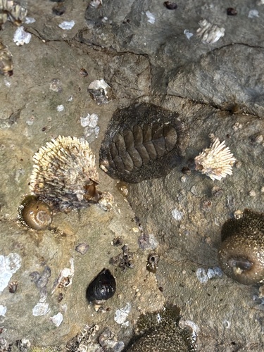 Mopalia hindsii