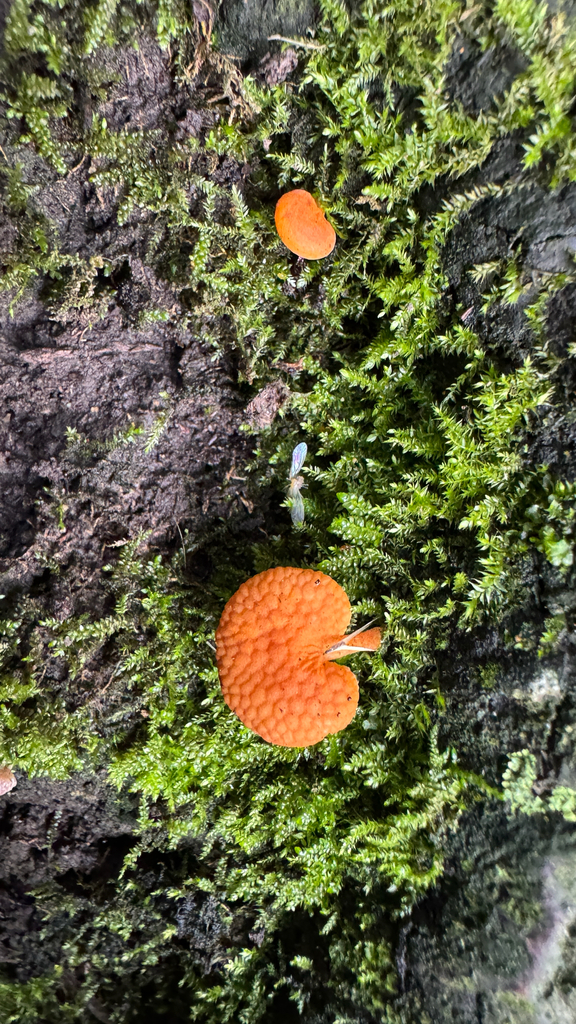 Favolaschia claudopus · April 2026 · photo: © frankashwood (iNaturalist, cc-by)