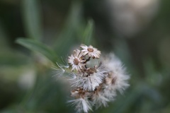 Baccharis punctulata