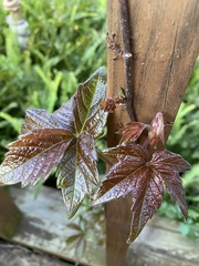 Parthenocissus quinquefolia