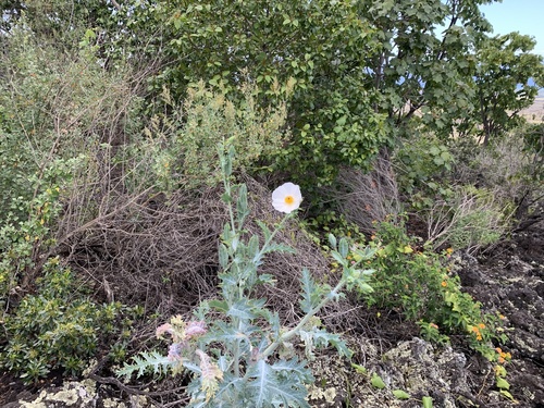 Argemone glauca, photograph 4