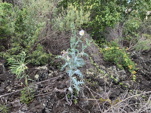 Argemone glauca, photograph 5