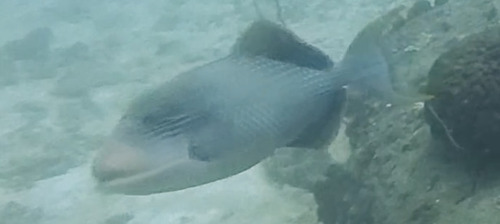 Pseudobalistes flavimarginatus