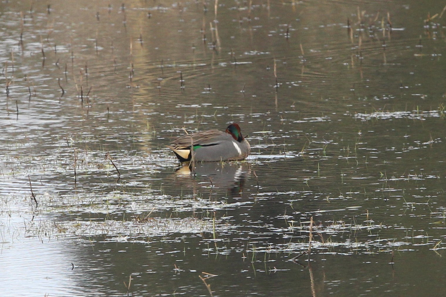 Green-winged Teal