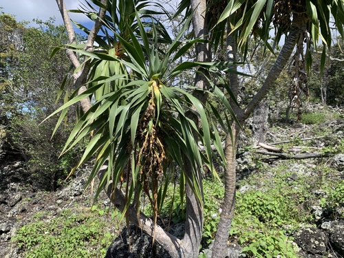 Dracaena konaensis observed 2026-04-24