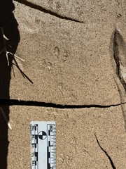 Perognathinae