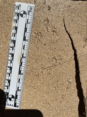 Perognathinae