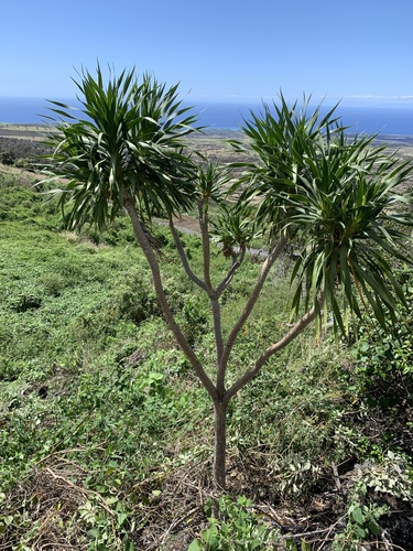 Dracaena konaensis observed 2026-04-24