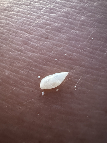 Mitrella rorida, 2026-04-24
