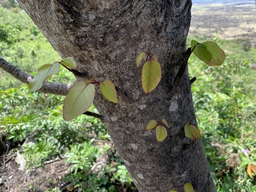 Polyscias sandwicensis observed 2026-04-24