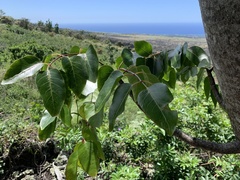 Polyscias sandwicensis, photograph (c) Neal Kelso, some rights reserved (CC BY)