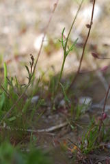 Hornungia procumbens