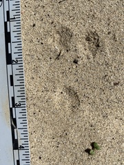 Perognathinae