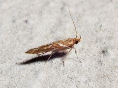 Pyroderces argyrogrammos