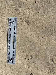 Perognathinae