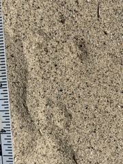 Perognathinae