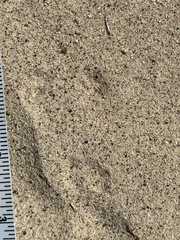 Perognathinae