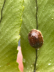 Hemispherical Scale