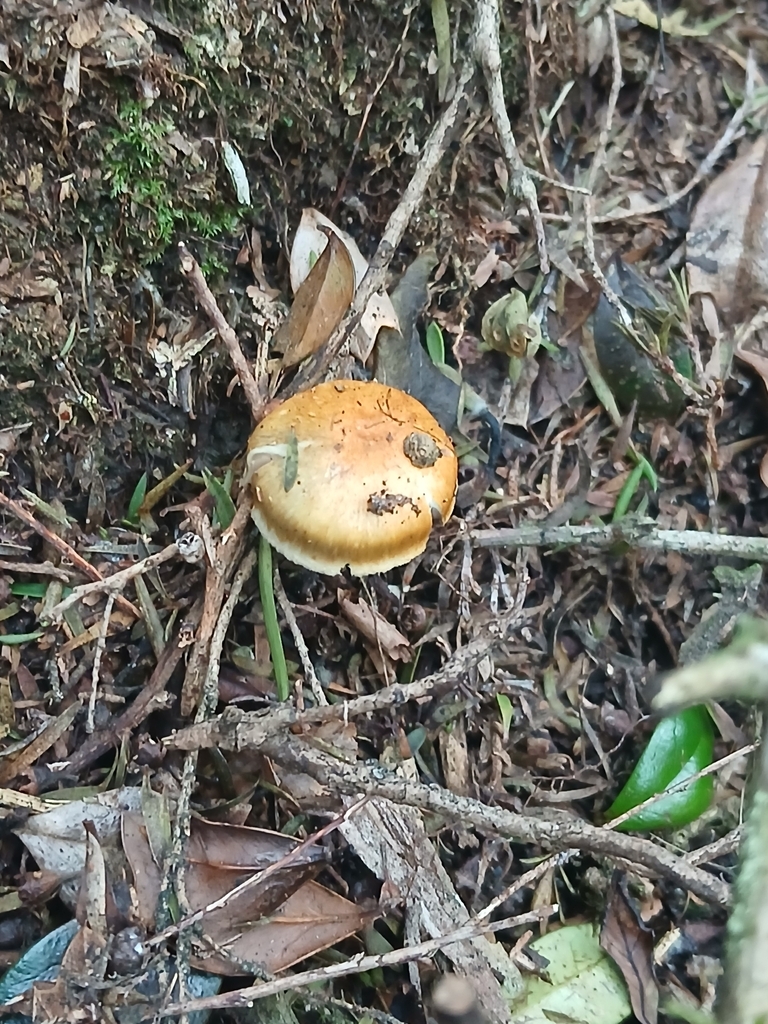 Cortinarius calaisopus · April 2026 · photo: © bigfarma2017 (iNaturalist, cc-by)