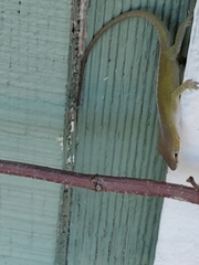 Anolis carolinensis