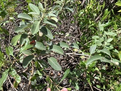 (c) Neal Kelso, some rights reserved (CC BY) Bonamia menziesii, photograph (c) Neal Kelso, some rights reserved (CC BY)