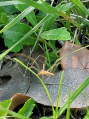 Tetragnatha