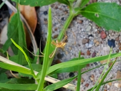 Tetragnatha
