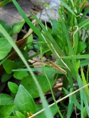 Tetragnatha