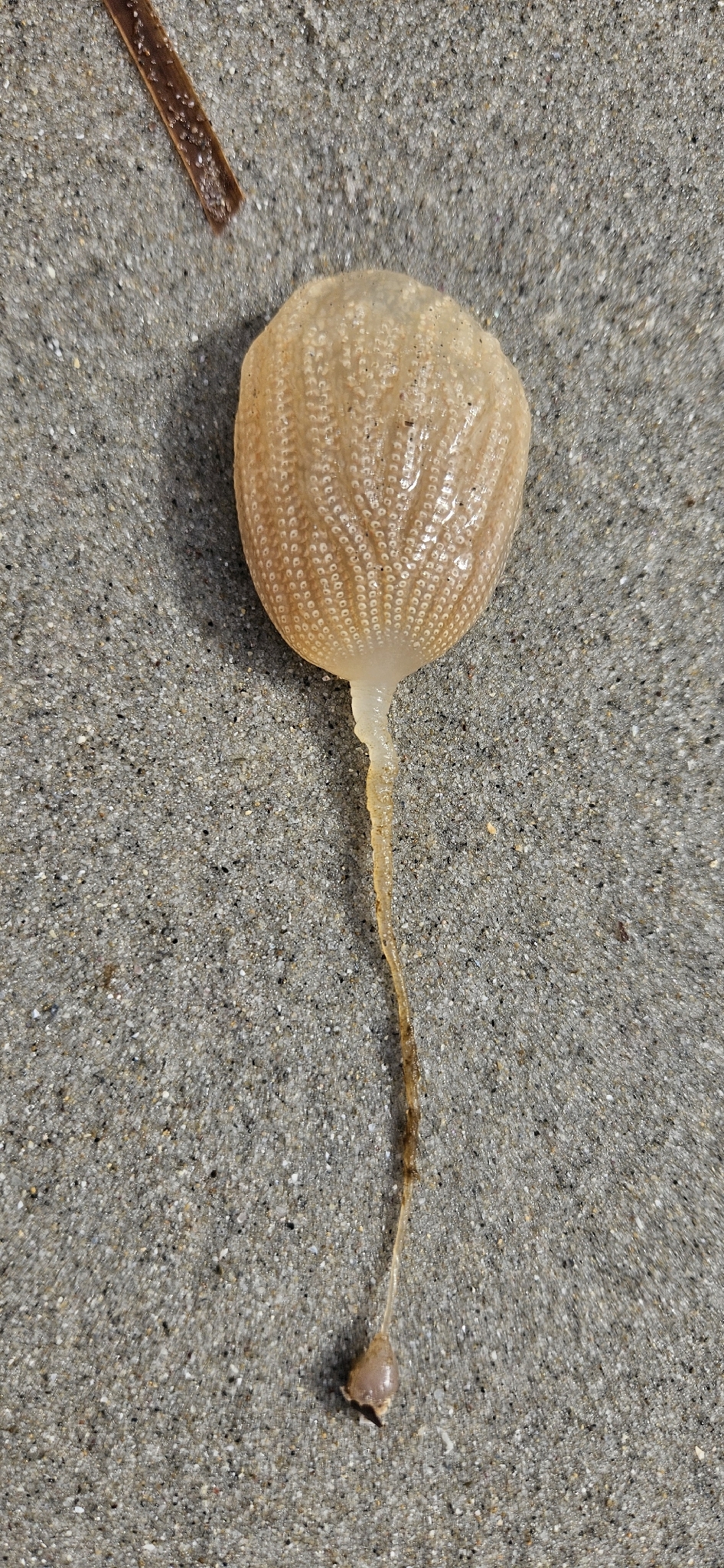 Sycozoa pulchra (Herdman, 1886)