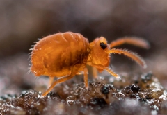 Sminthurinus henshawi