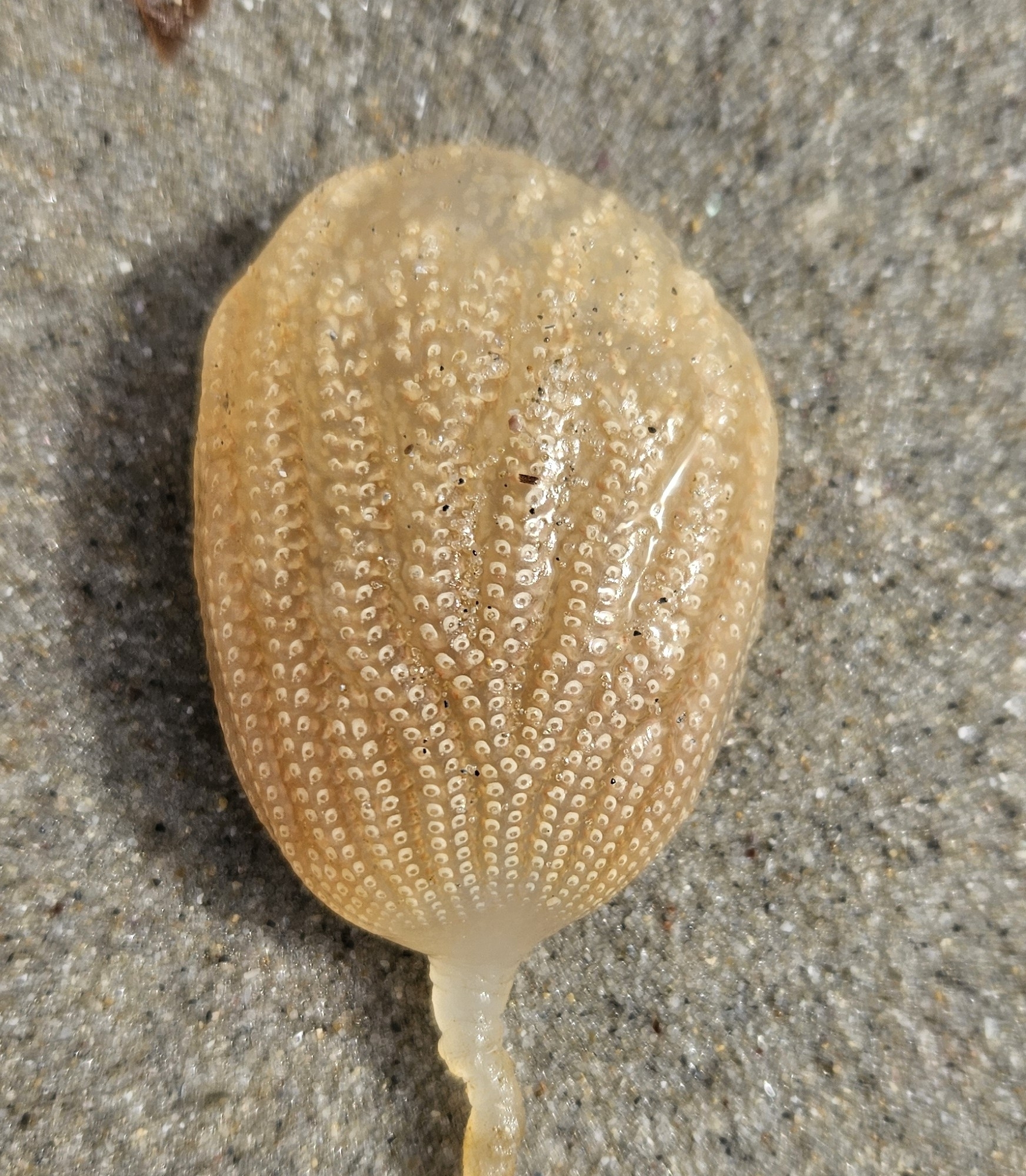 Sycozoa pulchra (Herdman, 1886)