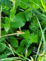 Toxomerus marginatus
