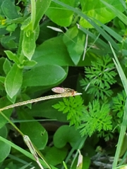 Toxomerus marginatus