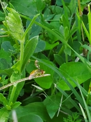 Toxomerus marginatus