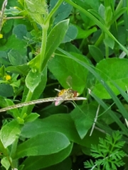 Toxomerus marginatus
