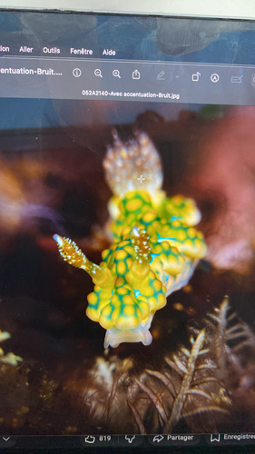 Miamira sinuata