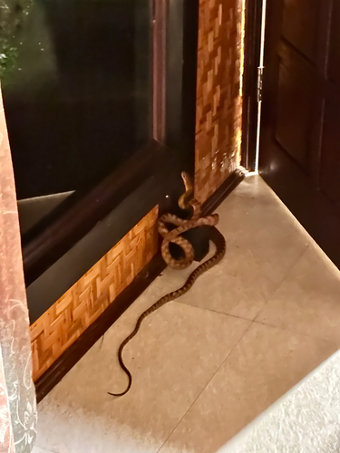 Boiga irregularis