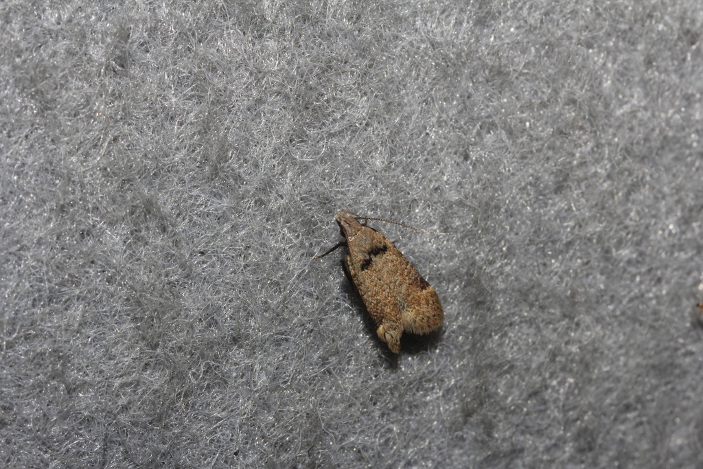Prolita dialis