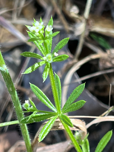iNaturalist observation photo of catchweed bedstraw