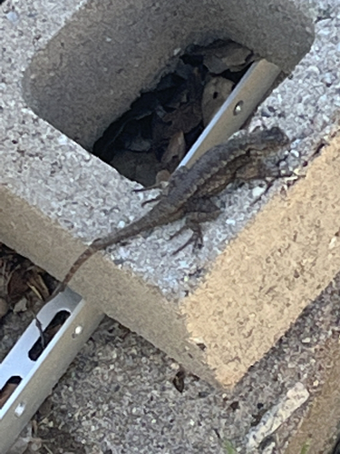 iNaturalist observation photo of Western Fence Lizard