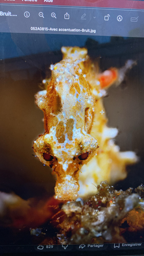 Hippocampus pontohi