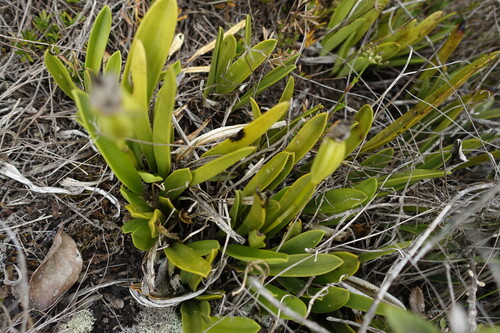 Masdevallia coriacea